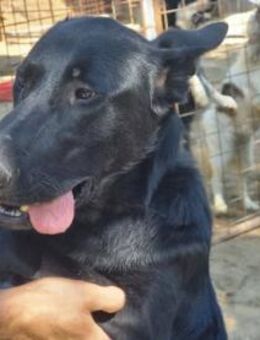 Lupin VI Ein kluger Herzenshund - Neustadt (Rübenberge)