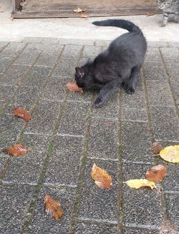 4 Kitten Hauskatzen abzugeben - 3 Kater und 1 Katzen - Finnentrop