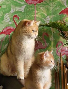 Britisch Kurzhaar Kitten. Mit Stammbaum, geimpft, gechipt. - Bedburg