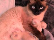 Siam Kitten Reinrassig - Hagen (Stadt der FernUniversität) Haspe