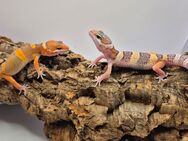 Super süße Leopardgeckos 2025 super Zahm - Jüchen