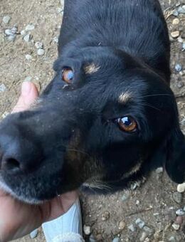 🆘Lana tapfere Hundemama🆘NOTFALL - Eislingen (Fils)