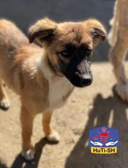 Zartes Hundemädel sucht liebe Menschen - Gettorf