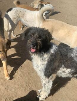 Wir suchen eine PS für Venelopee - Celle