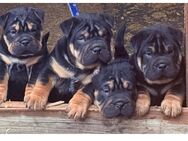 Bullpei, Mischlungshunde aus Englischer Bulldogge und Sharpei/ Shar-Pei - Sömmerda Zentrum