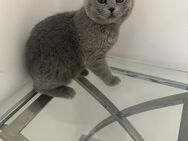 Bkh kitten - Langenhagen