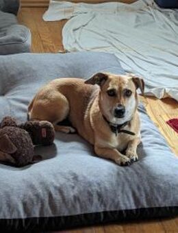 Millie - fröhliches Hundemädchen - Balingen