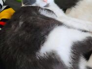 Katze abzugeben 1 Jahr - Ludwigslust