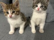 Fünf liebevolle Kitten suchen ein Zuhause - Salzgitter