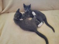 BKH-Mix, grau-blau +weiß, Kitten, Kater, Geschwister, 12 Wochen alt - Brilon