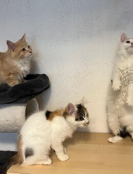 Maine Coon Kitten reinrassig Glückskatze - Hahn