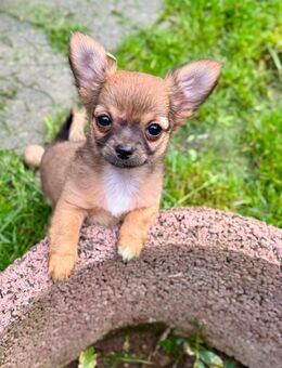 Chihuahua Welpen mit AT Hündin und Rüde Langhaar - Herschbroich