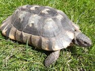 Breitrandschildkröte (Testudo Marginata), weiblich, Jahrgang 2006 - Ganderkesee