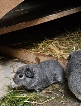Meerschweinchen Weibchen - Cadolzburg