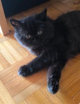 Perserkatze – 5 Monate alt - Biberach (Riß)