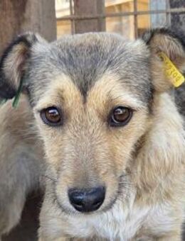 PEPPI-zauberhafte, wunderschöne Hündin - Rösrath