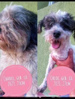 Chloé und Chanel suchen gemeinsam - Gelenau (Erzgebirge)