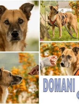 DOMANI -braucht Zeit zum auftauen- - Duisburg