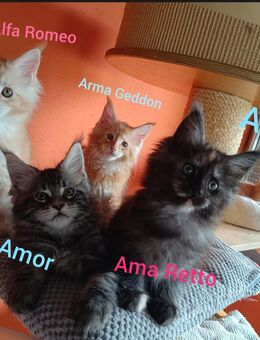 Reinrassige Typvolle Maine Coon Kitten mit Stammbaum - Mödingen