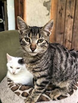 Diego lebt auf einem Bauernhof - Augsburg