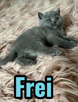 Britisch Kurzhaar Kitten-Nur ein Weibchen verfügbar. - Neuss