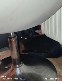 Kater sucht Zuhause - Gießen