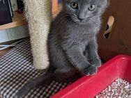 Russischblau- maincoonmix Katerchen 12 Wochen alt - Bad Harzburg