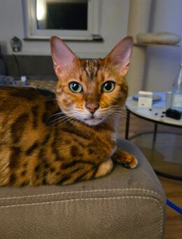 Bengal Mädchen Bella - Oberhausen