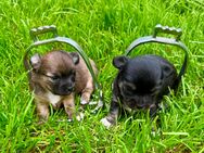 Chihuahua Welpen Langhaar Ahnentafel - Herschbroich