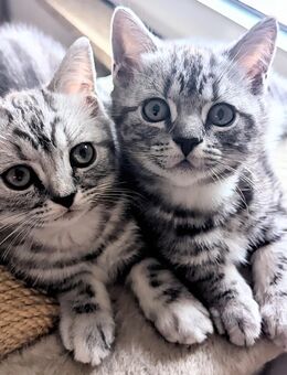 BKH-Kitten black silver tabby mit Stammbaum (Whiskas) - Mitwitz
