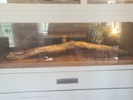 XXL Terrariumwand - Terrarium günstig - Terrarien - Berlin Treptow-Köpenick
