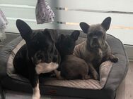 Französische Bulldogge Welpe Hündin darf in ein neues Zuhause ziehen - Detmold