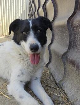 ERIC - hübscher, schüchterner Rüde - Kallmünz