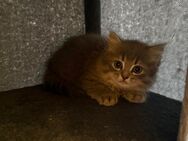 Babykatzen suchen ein nettes Zuhause… - Möckmühl