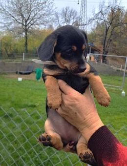 Welpenmädel Sunny 💝 - Laufen