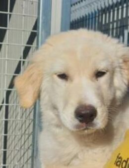 Amio sucht ein liebevolles Zuhause - Neuss