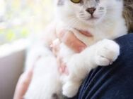 Feya - die Schmusekatze - Kirchheim (München)