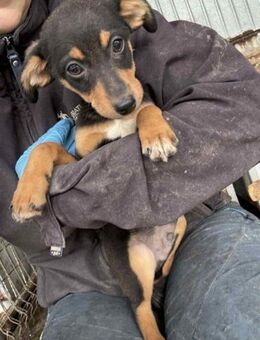 Picco- Familie gesucht - Nürnberg