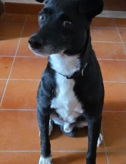 BLACK 💙💙💙 ruhig und anhänglich - Herxheim (Landau)