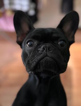 Französische Bulldogge Muffin - Hannover