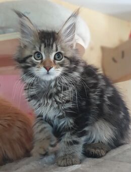 Xxl maine coon babys - Gerolstein