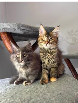 Maine Coon Kitten - Wismar