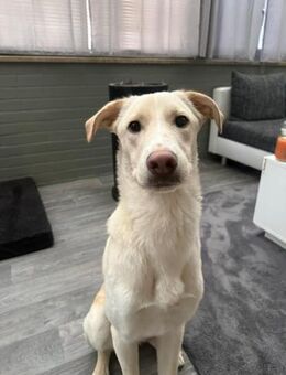 🦴✨Großer Luke sucht ein Zuhause✨🦴 - Eislingen (Fils)