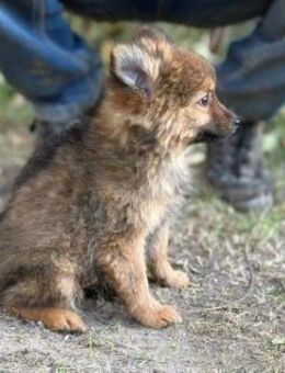 Die kleine Delly, ein Sonnenschein - Heinsberg