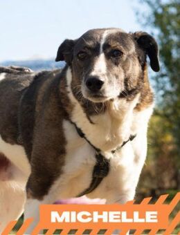 Michelle - geduldige, liebe Hundedame - Berlin