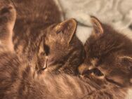 Baby Katze - Nortrup