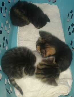 3 Wunderschöne aktive Glücks Kitten suchen ein neues Zuhause!!!! - Berlin