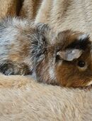 CH Teddy Buntschimmel Weibchen Meerschweinchen in 66706