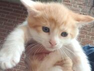 Katzen Baby - Gütersloh