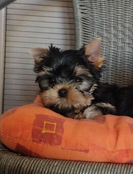 Yorkshire terrier. Welpen. - Genthin